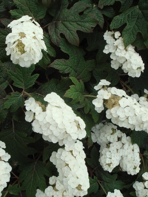 Hydrangea quercifolia fleur